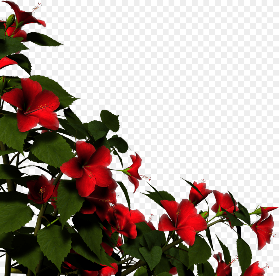 Overlay Render Red Flower And Flower Red Rose Bush Transparent, Geranium, Petal, Plant, Acanthaceae Free Png