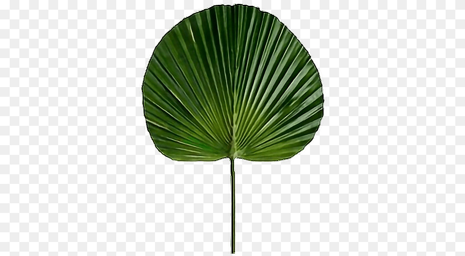 Overlay Transparent Sticker Plant Leaf Green Fan Palm Leaf Artificial, Tree, Palm Tree, Fungus Png Image