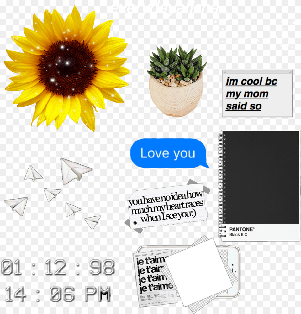 Overlays Editing Instagram Tumblr Icon Instagram Edit Overlays, Flower, Plant, Sunflower, Text Free Transparent Png