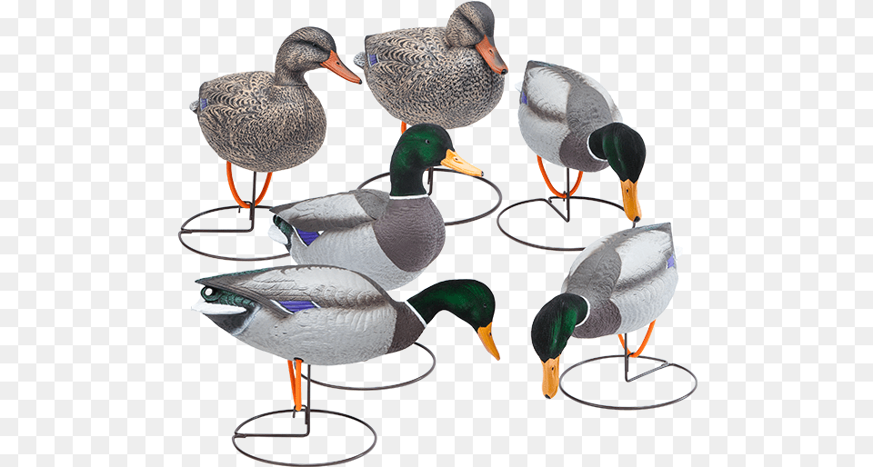 Oversized Field Mallard Decoys With Flocked Heads Six Mallard, Animal, Anseriformes, Bird, Waterfowl Free Png Download