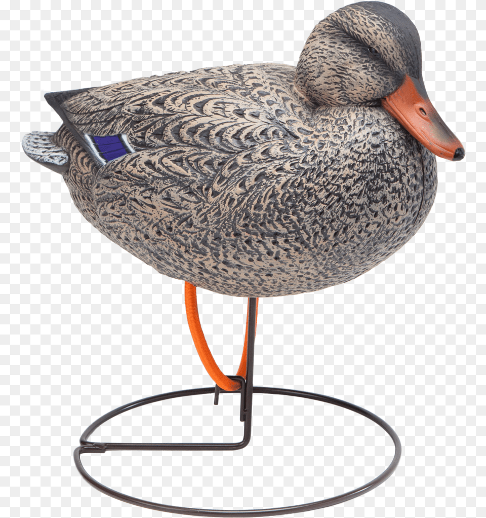 Oversized Field Mallard Snuggle Head Hen Duck Hunting Mallard, Animal, Anseriformes, Bird, Waterfowl Free Png