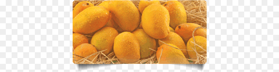 Overview Kesar Mango Kesar Mango Hd, Food, Fruit, Plant, Produce Free Png Download