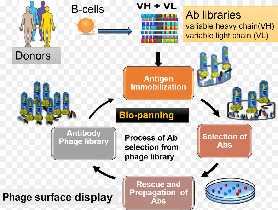 Overview Of Antibody Library Production And Selections Phage Display Antibody Library, Person, Text, Head Png Image