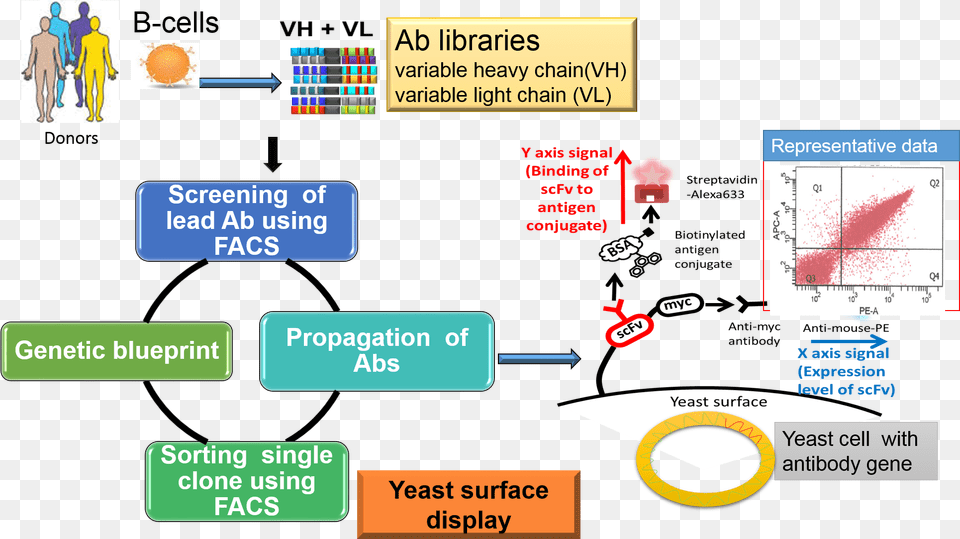 Overview Of Antibody Library Production And Selections Yeast Display, Person, Text Free Png Download