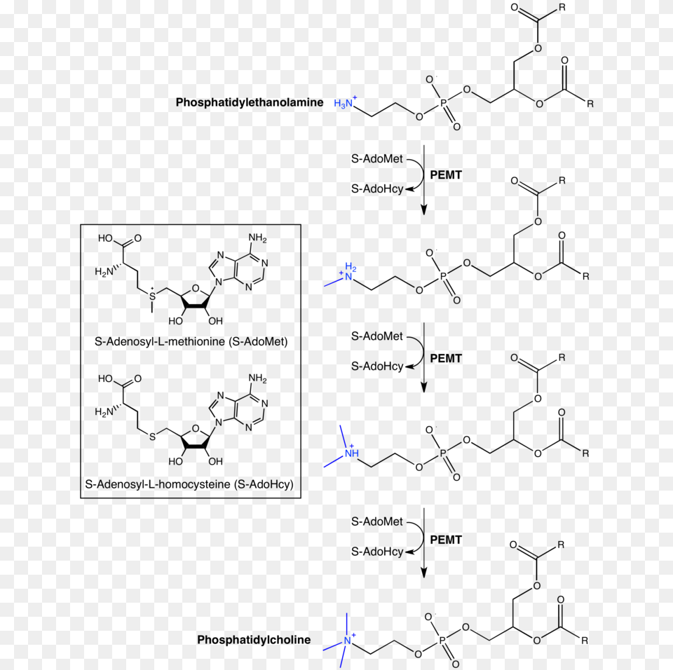 Overview Of Reactions Catalyzed By Phosphatidylethanolamine Indolethylamine N Methyltransferase, Nature, Night, Outdoors, Animal Png Image