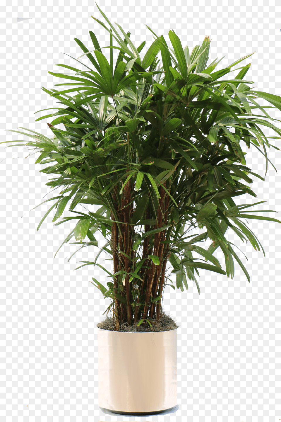 Overview Of The Many Plants We Can Bring To Your Office Potted Plant Transparent, Palm Tree, Potted Plant, Tree, Leaf Free Png Download