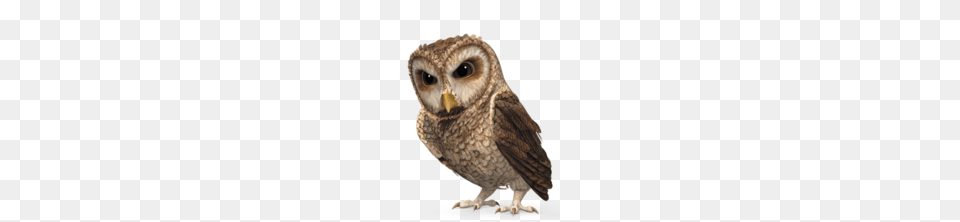 Owl, Animal, Bird Free Transparent Png
