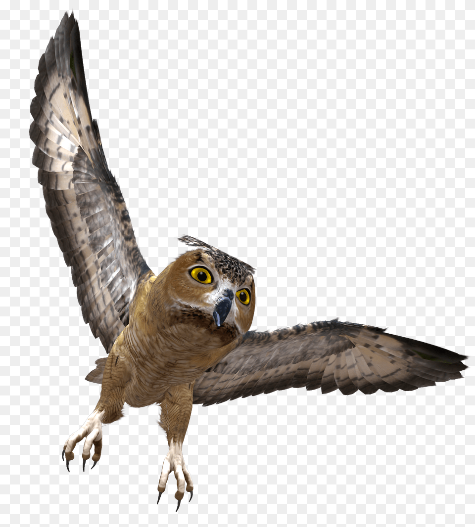 Owl, Animal, Bird, Buzzard, Hawk Png Image
