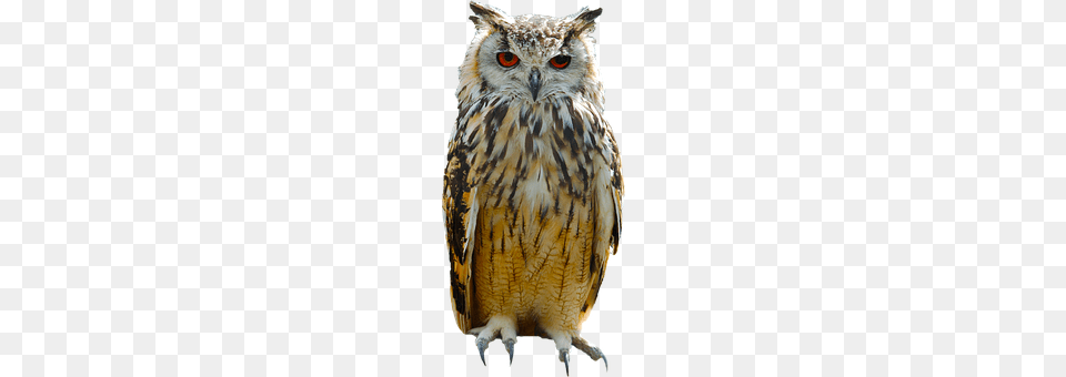 Owl Animal, Beak, Bird Free Png Download