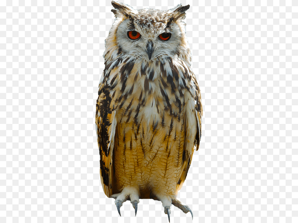 Owl Animal, Beak, Bird Png