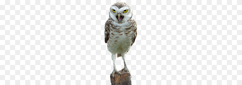 Owl Animal, Beak, Bird Free Transparent Png
