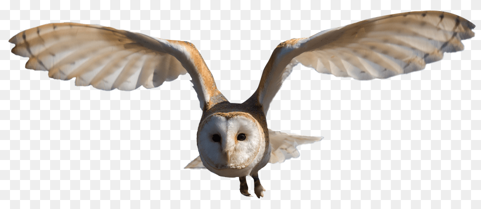 Owl, Animal, Bird, Flying Png Image
