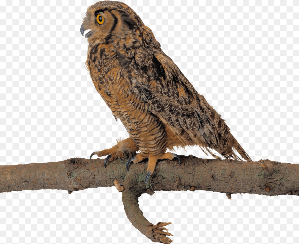 Owl Free Png