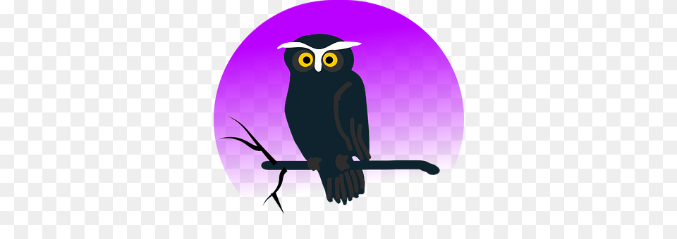 Owl Animal, Bird, Beak Free Png Download