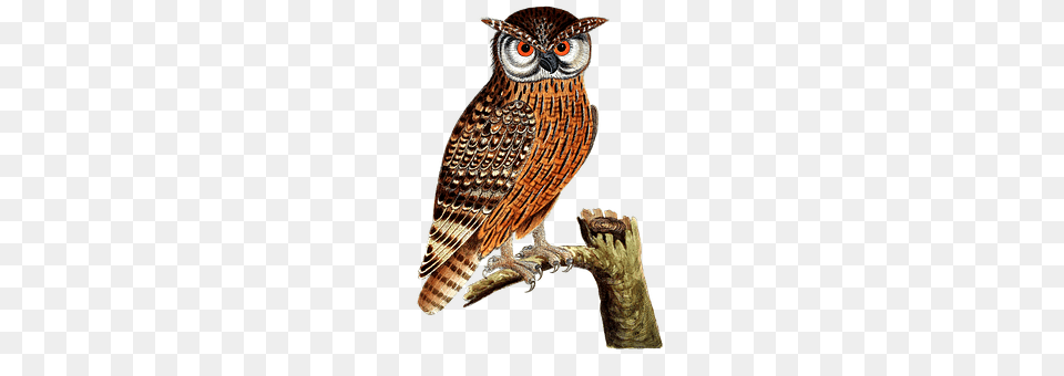 Owl Animal, Bird, Plant, Tree Png