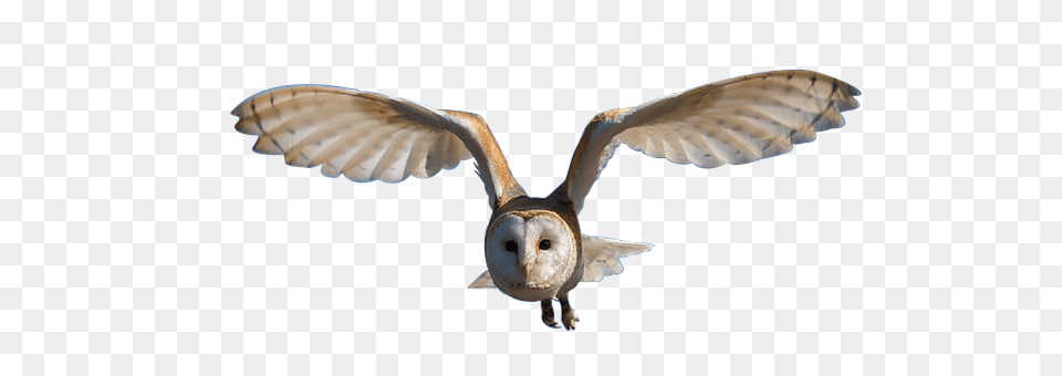 Owl Animal, Bird, Flying Free Transparent Png