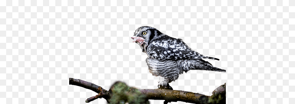 Owl Animal, Beak, Bird Free Png