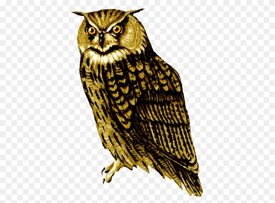Owl, Animal, Bird, Beak Free Png