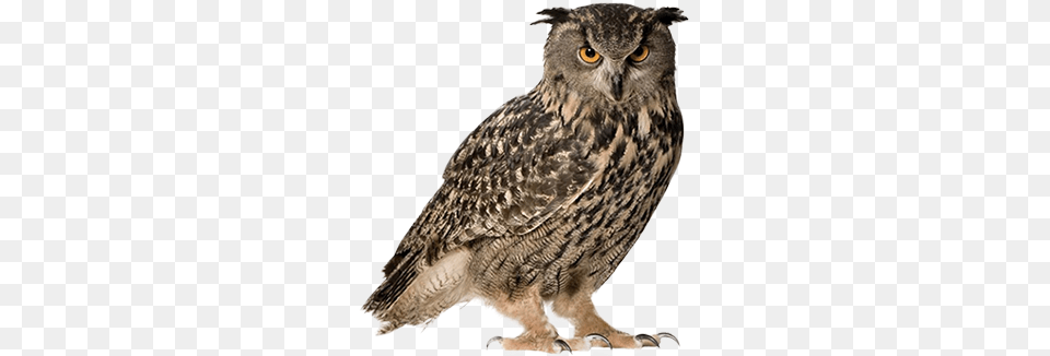 Owl, Animal, Bird, Beak Free Transparent Png