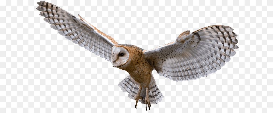 Owl, Animal, Bird, Flying Free Png Download