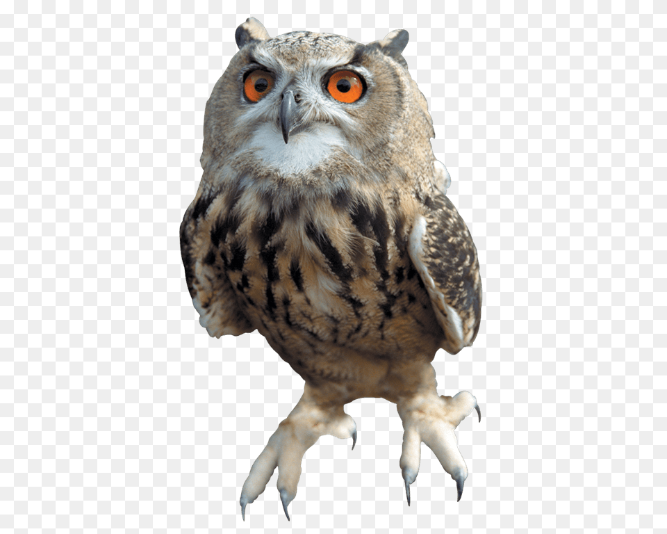 Owl, Animal, Beak, Bird, Electronics Free Png Download