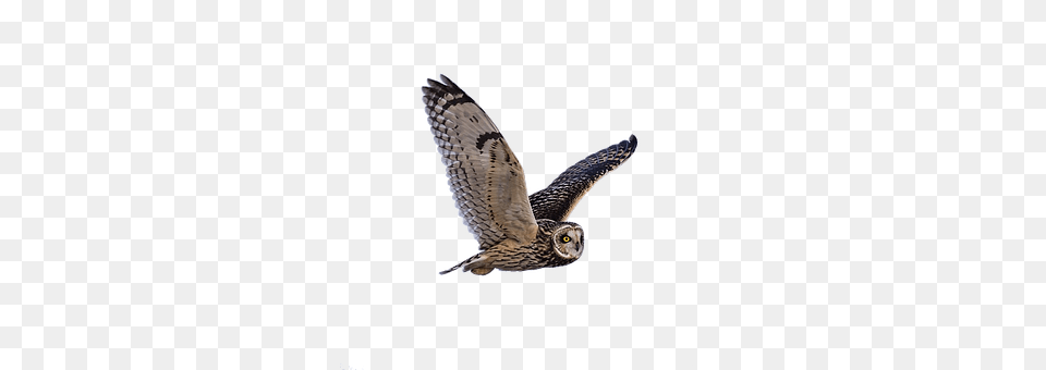 Owl Animal, Bird, Accipiter, Flying Png Image