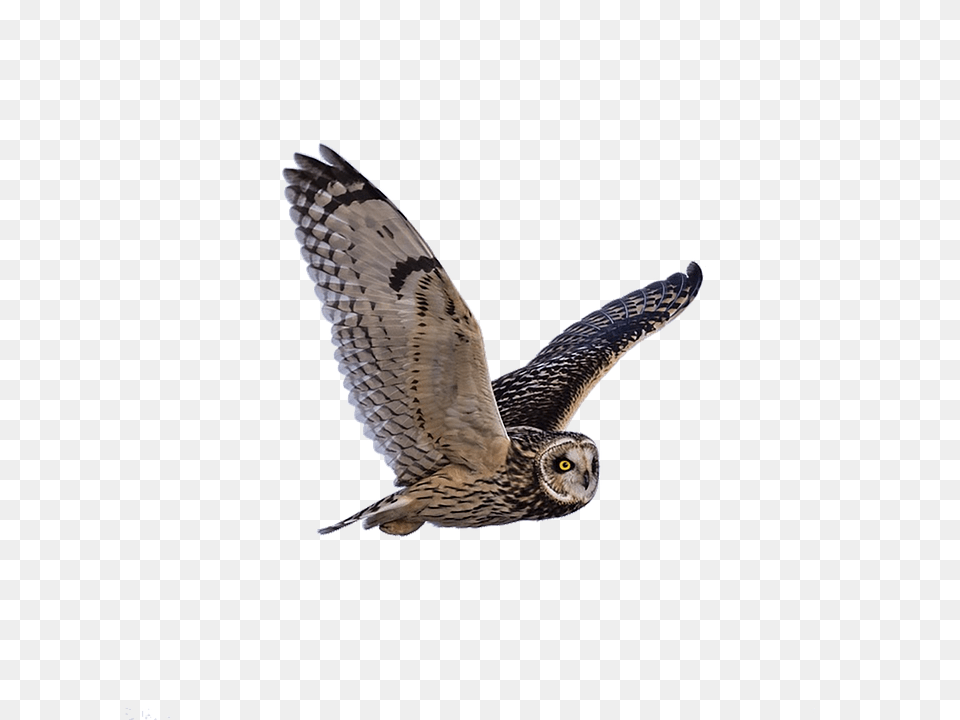 Owl Animal, Bird, Accipiter Free Png