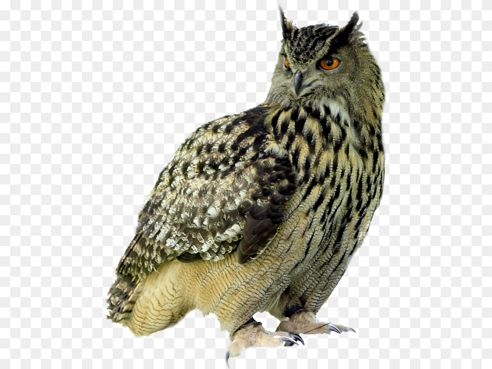 Owl, Animal, Beak, Bird Free Png