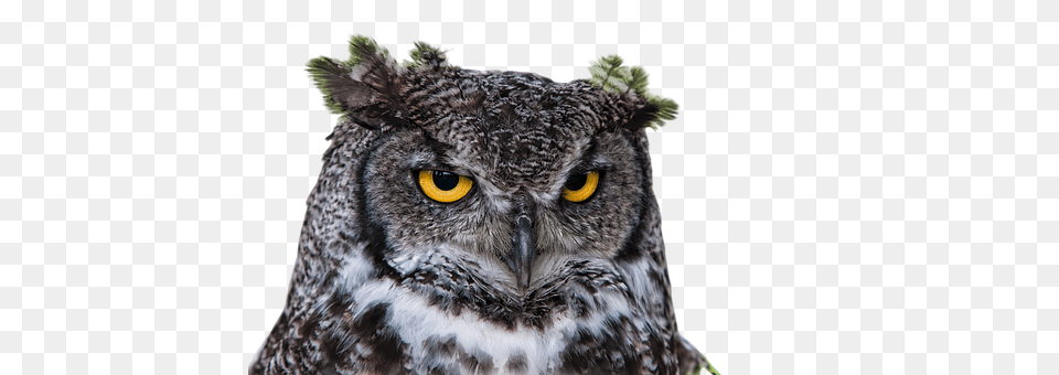 Owl Animal, Beak, Bird Free Png