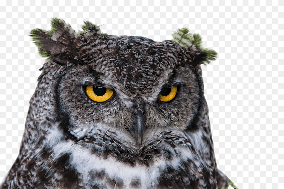 Owl Animal, Beak, Bird Free Transparent Png
