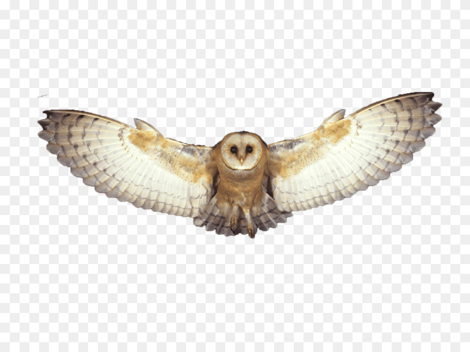 Owl, Animal, Bird, Flying Free Transparent Png