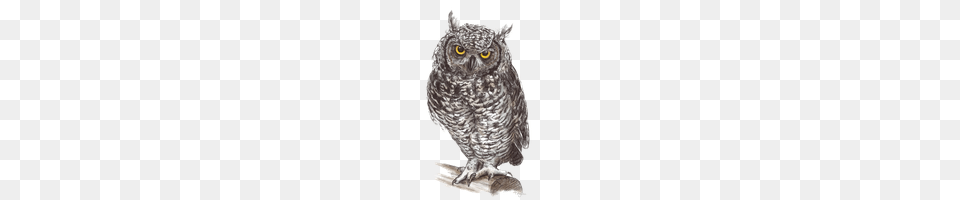 Owl, Animal, Bird Free Png Download