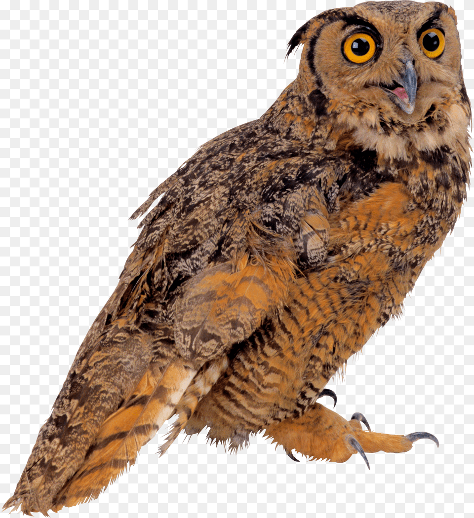 Owl, Animal, Bird, Beak Png Image