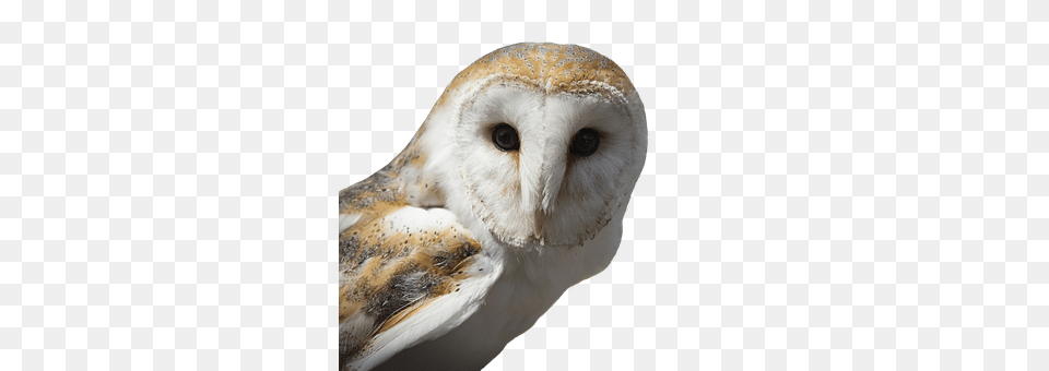 Owl Animal, Bird Free Transparent Png