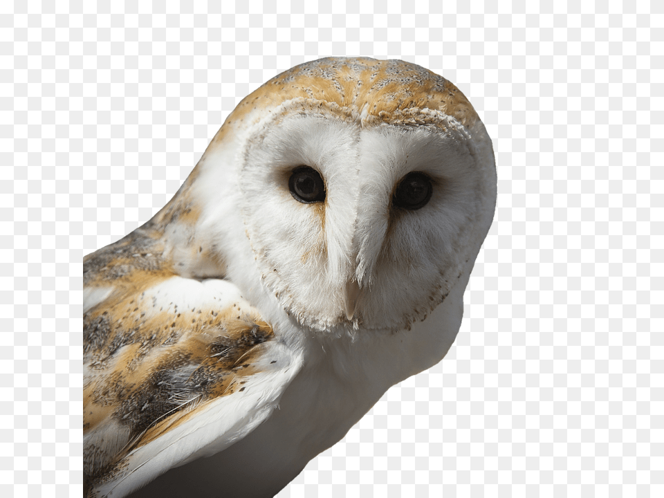 Owl Animal, Bird Png