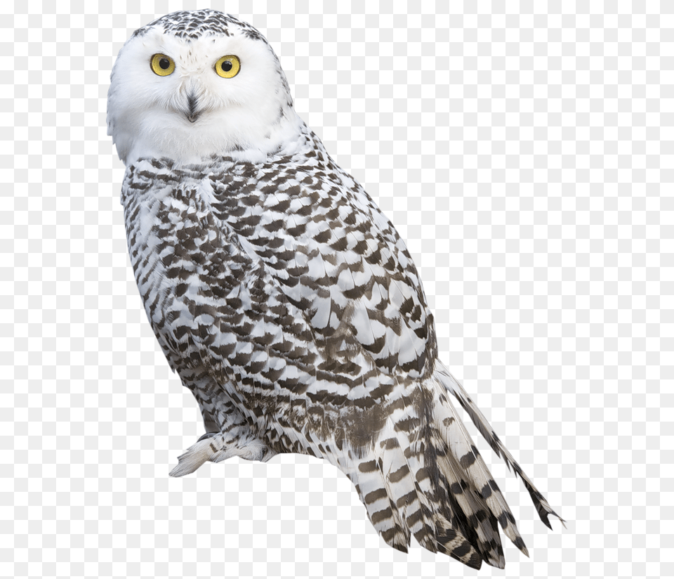 Owl, Animal, Beak, Bird Free Png