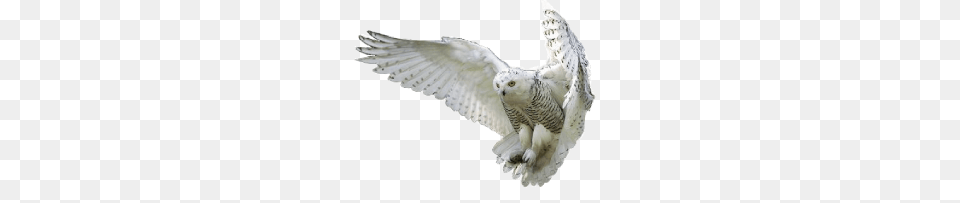 Owl, Animal, Bird Free Png