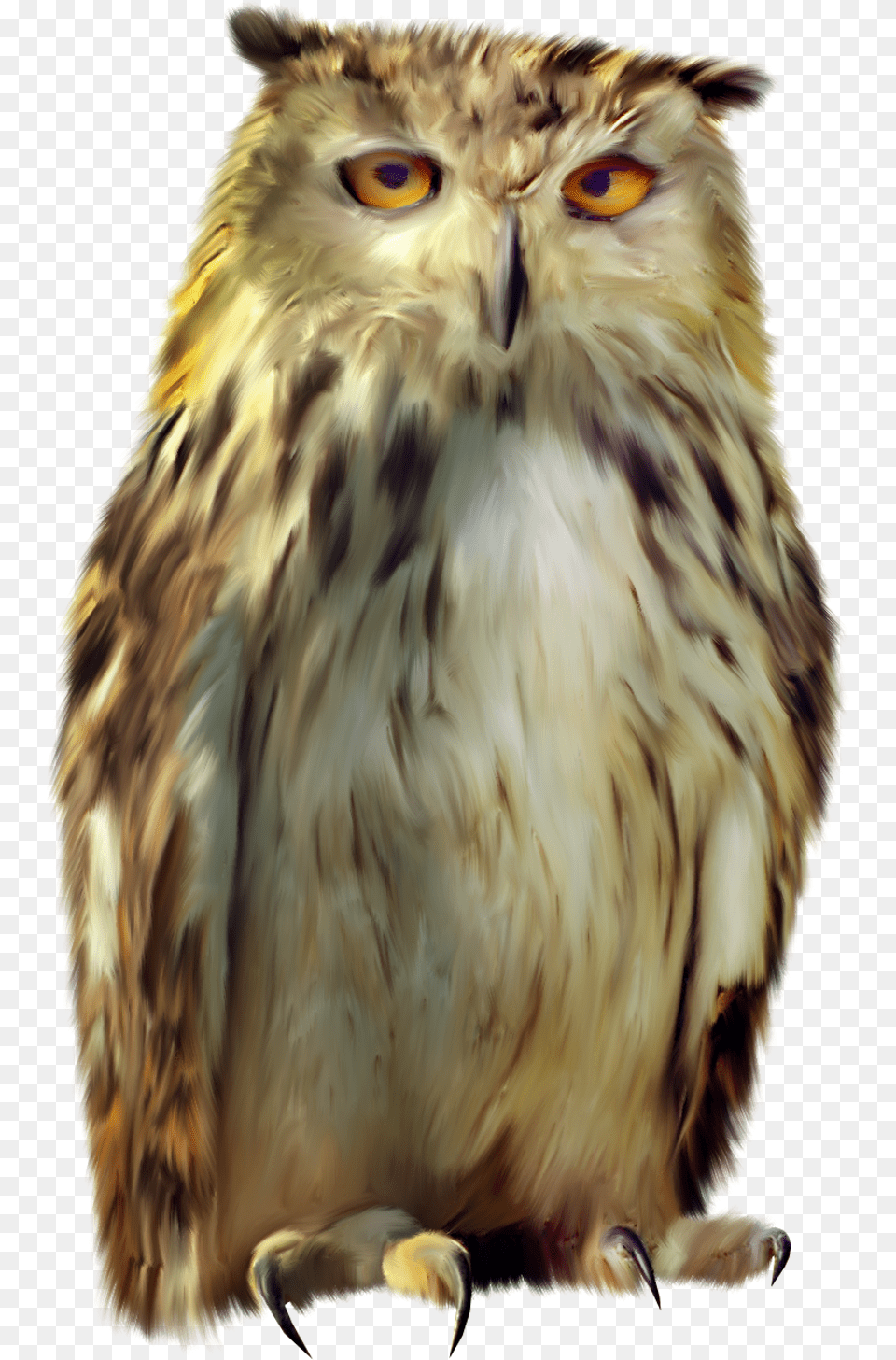 Owl, Animal, Beak, Bird Free Transparent Png