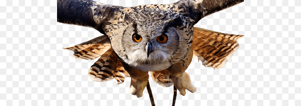 Owl Animal, Beak, Bird Png