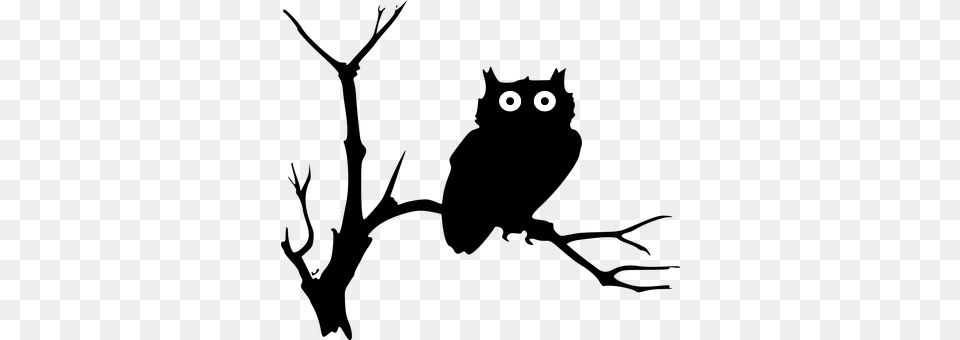 Owl Png