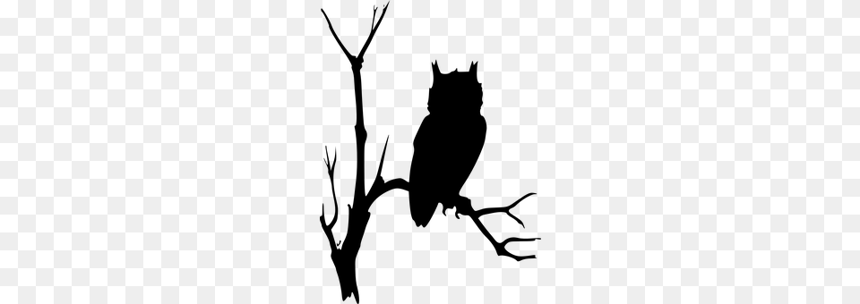 Owl Gray Free Transparent Png