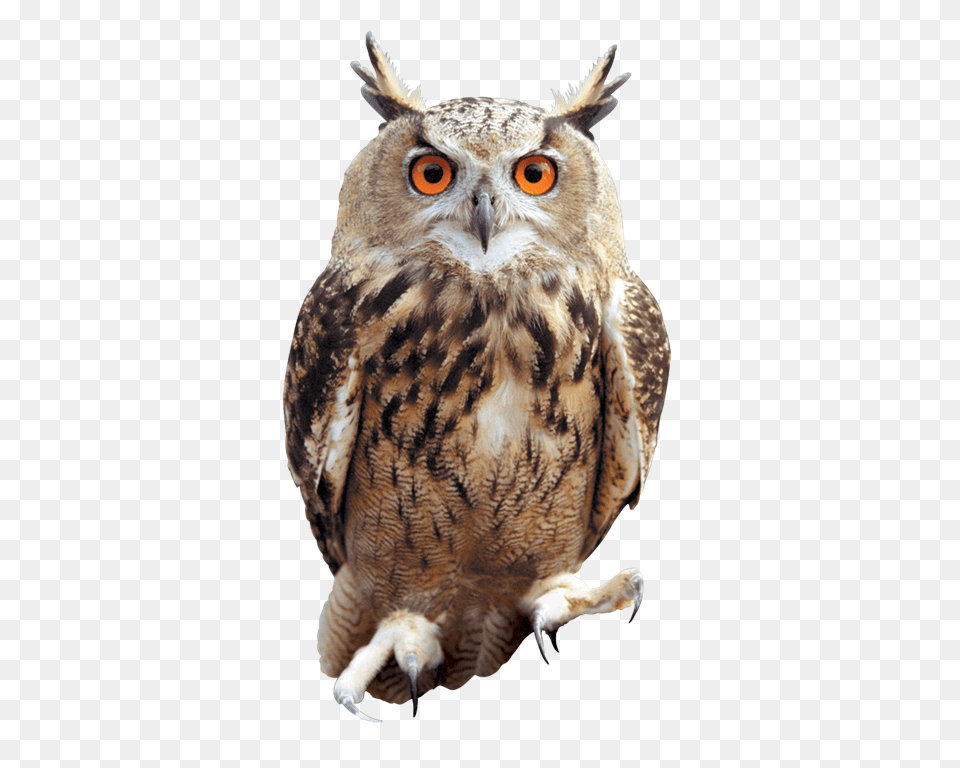 Owl, Animal, Beak, Bird Png Image