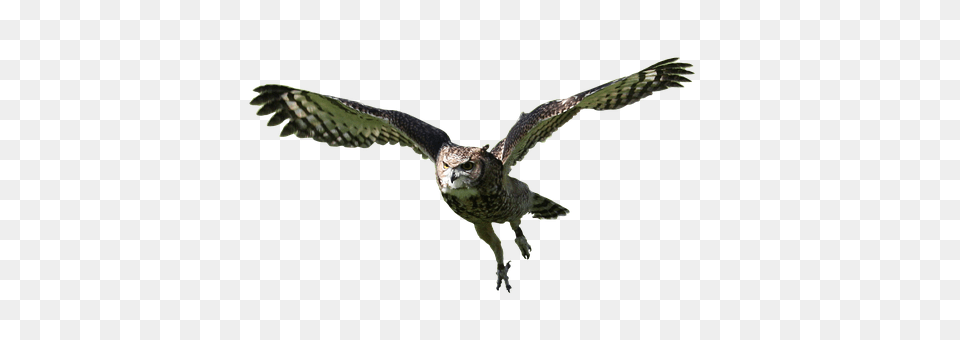 Owl Accipiter, Animal, Bird Png