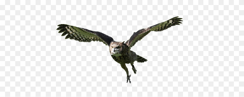 Owl Accipiter, Animal, Bird, Flying Free Png Download