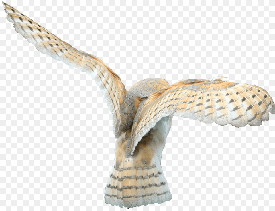 Owl, Animal, Bird Free Png Download