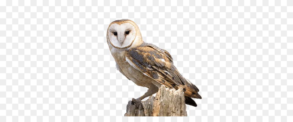 Owl, Animal, Bird, Plant, Tree Free Png Download