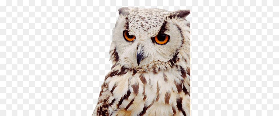 Owl, Animal, Beak, Bird Png Image