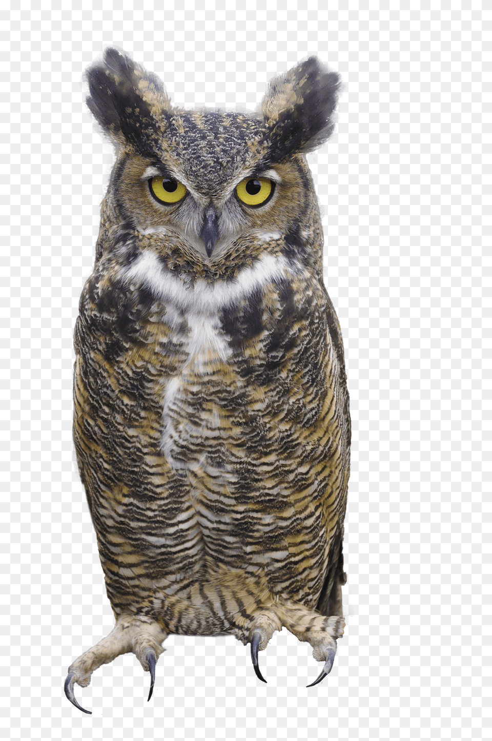 Owl, Animal, Bird, Beak Free Transparent Png