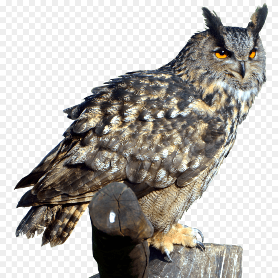 Owl, Animal, Bird, Beak Free Png Download