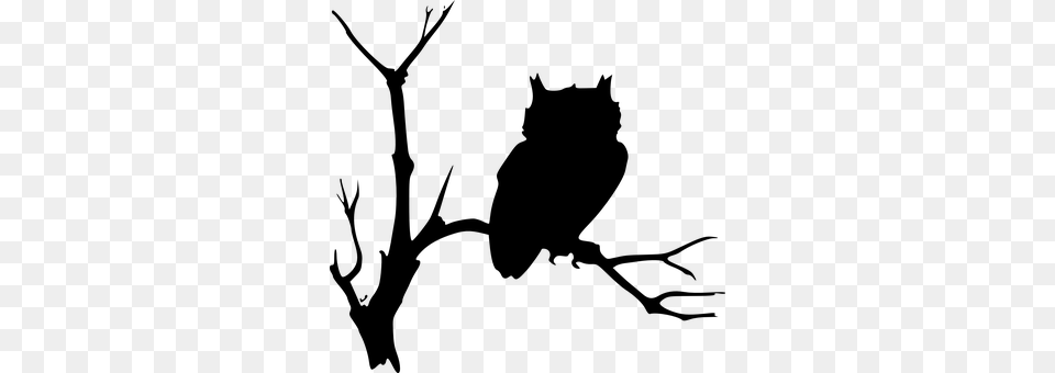 Owl Gray Png